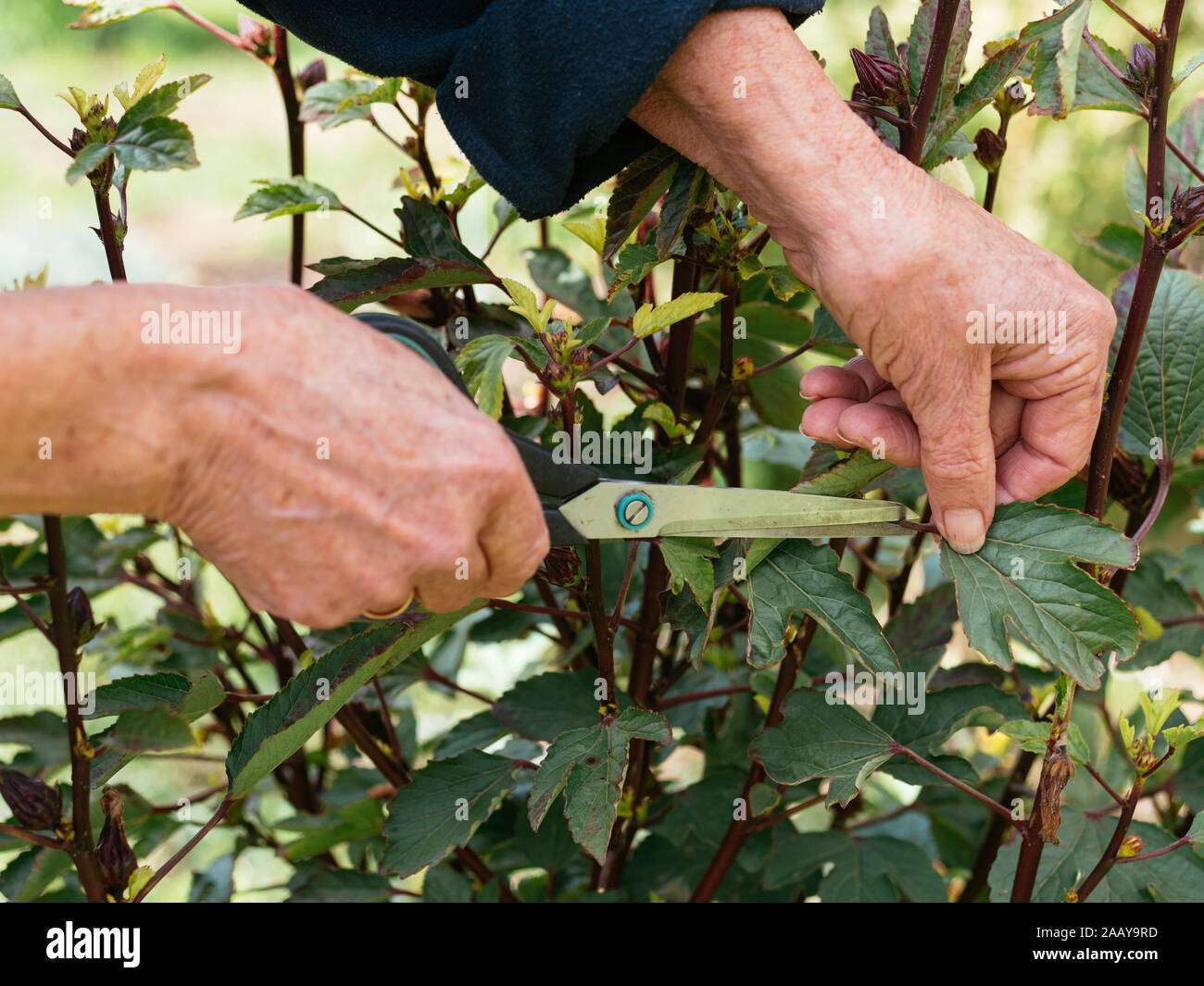Woman harvesting roselle (Hibiscus sabdariffa) leaves. Stock Photo