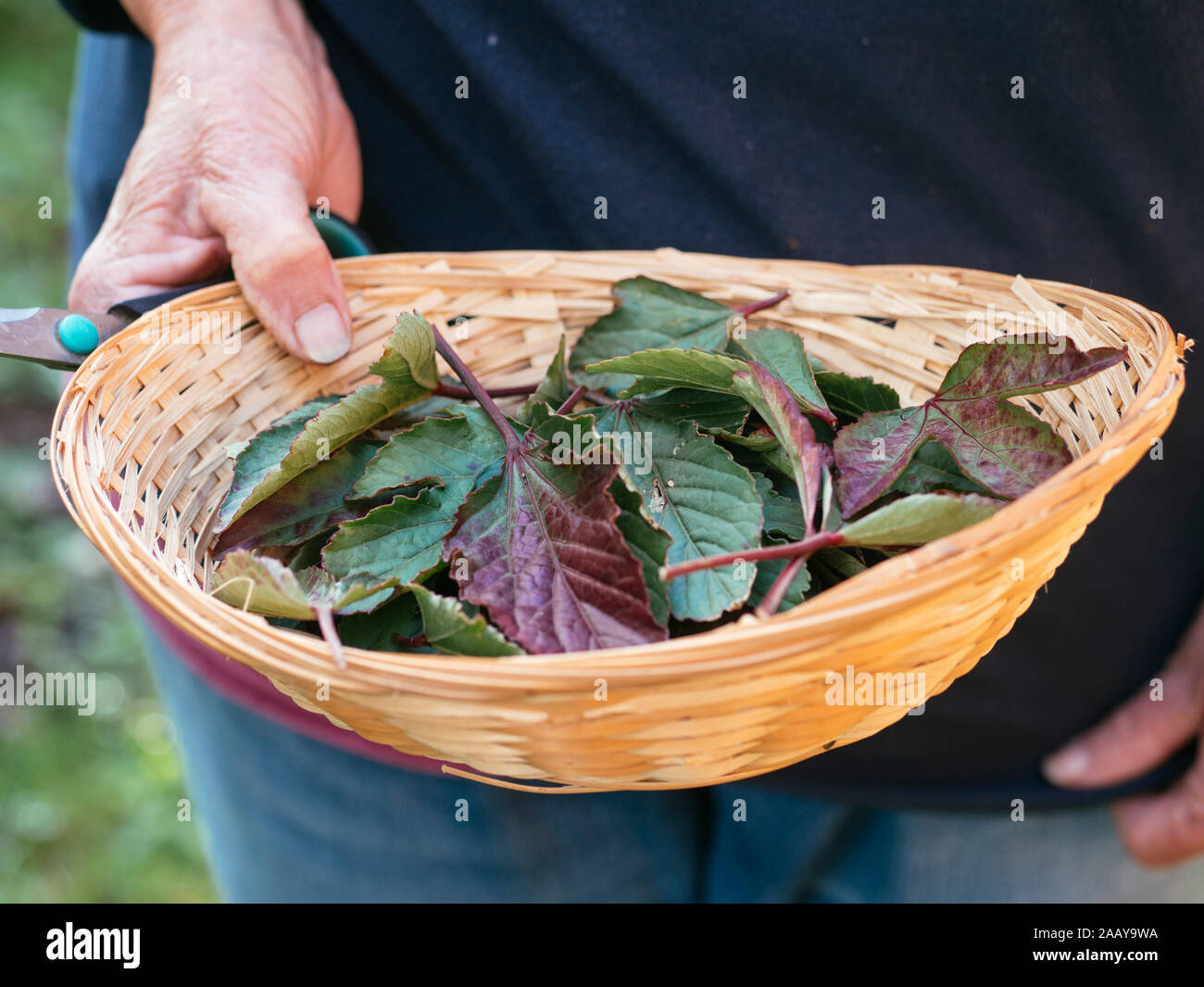 Woman with basket of freshly harvested roselle (Hibiscus sabdariffa) leaves. Stock Photo