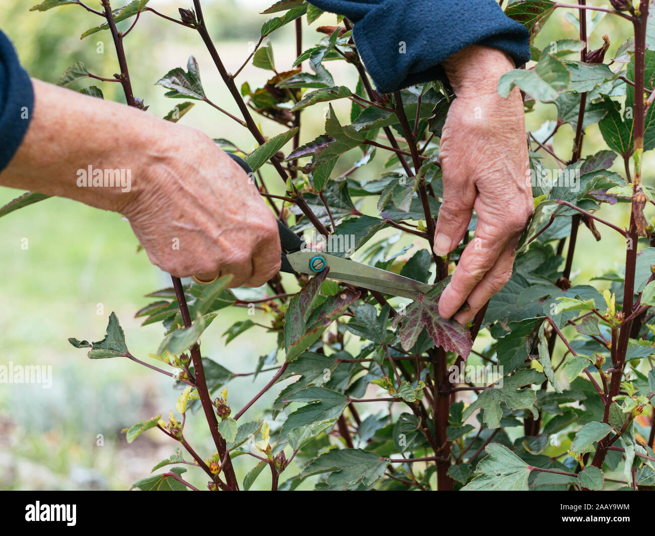 Woman harvesting roselle (Hibiscus sabdariffa) leaves. Stock Photo