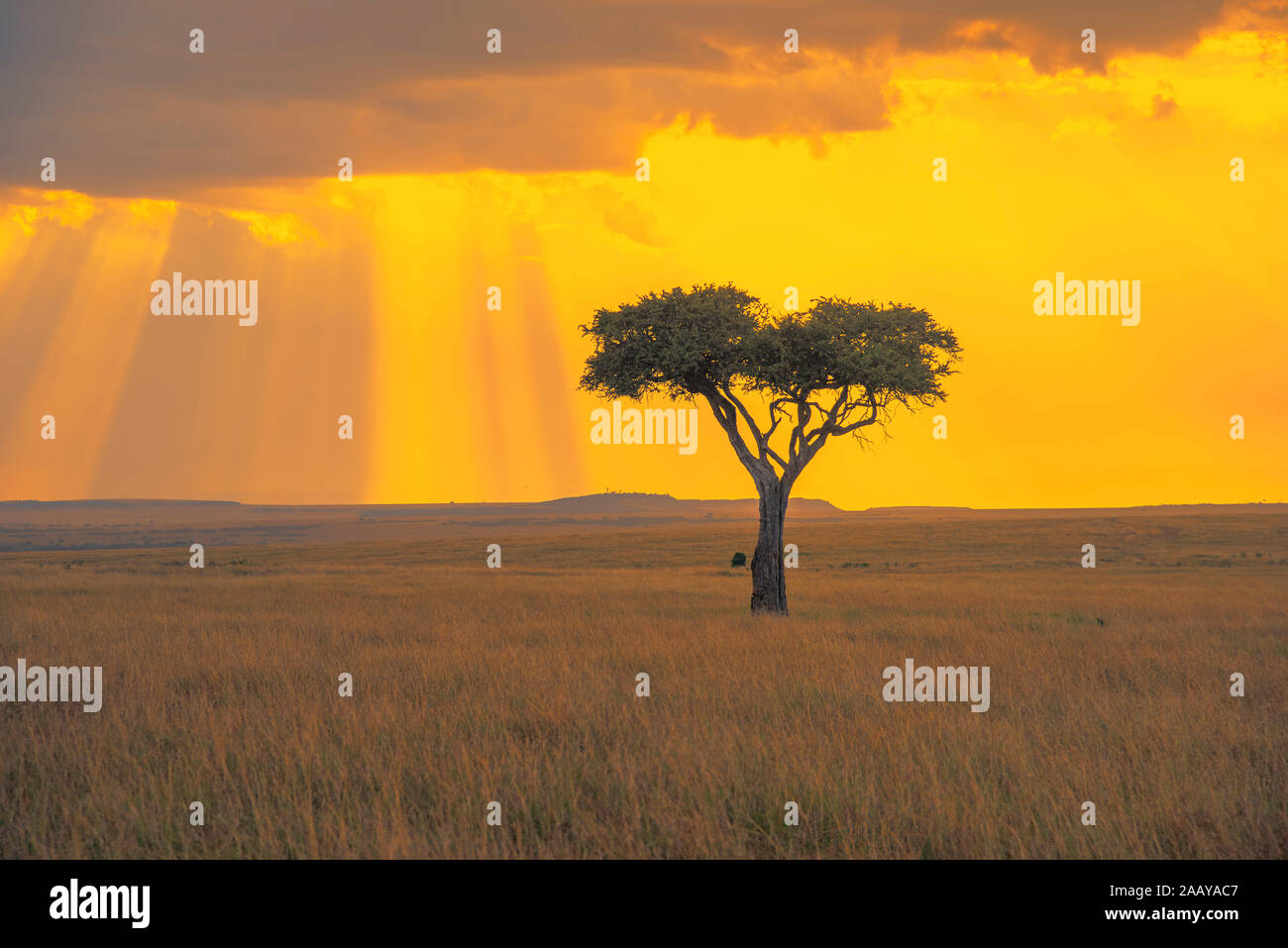 Maasai mara kenya landscape sunset hi-res stock photography and images ...