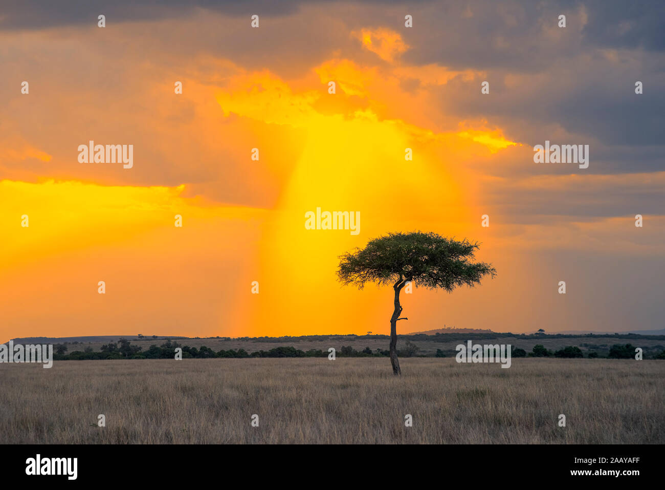 Maasai mara kenya landscape sunset hi-res stock photography and images ...