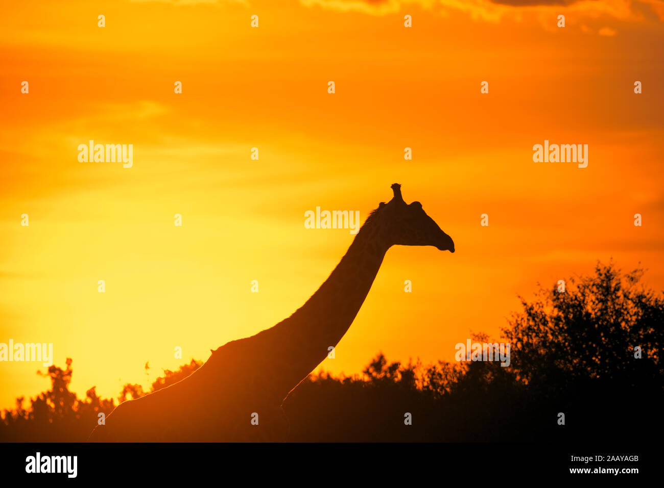 maasai-mara-giraffe-hi-res-stock-photography-and-images-alamy