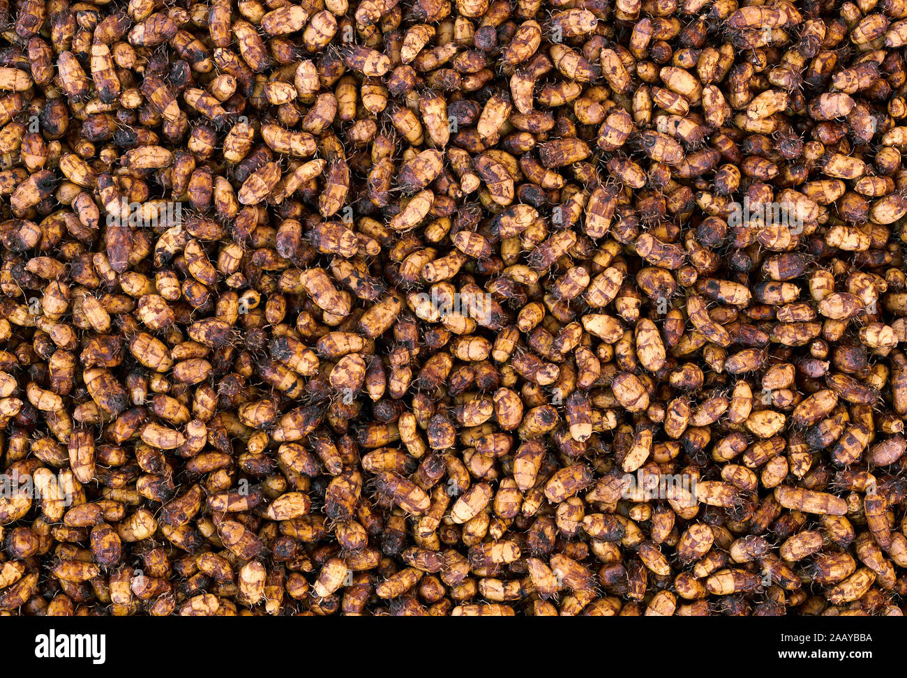 Chufa nut sedge textured background, healthy and fresh harvest of earthnut from above flat lay top view, closeup, vegetarian and organic food concept Stock Photo