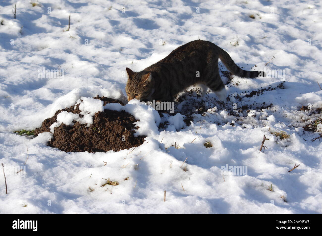 Tabby cat digging in snow Stock Photo Alamy