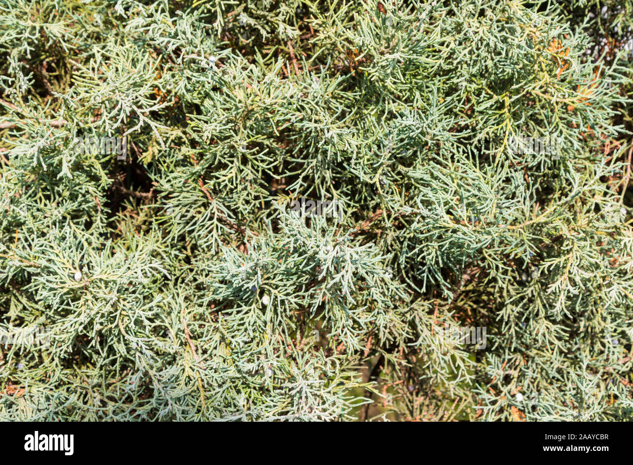 Chinese juniper Juniperus chinensis branches and leaves pattern Stock Photo