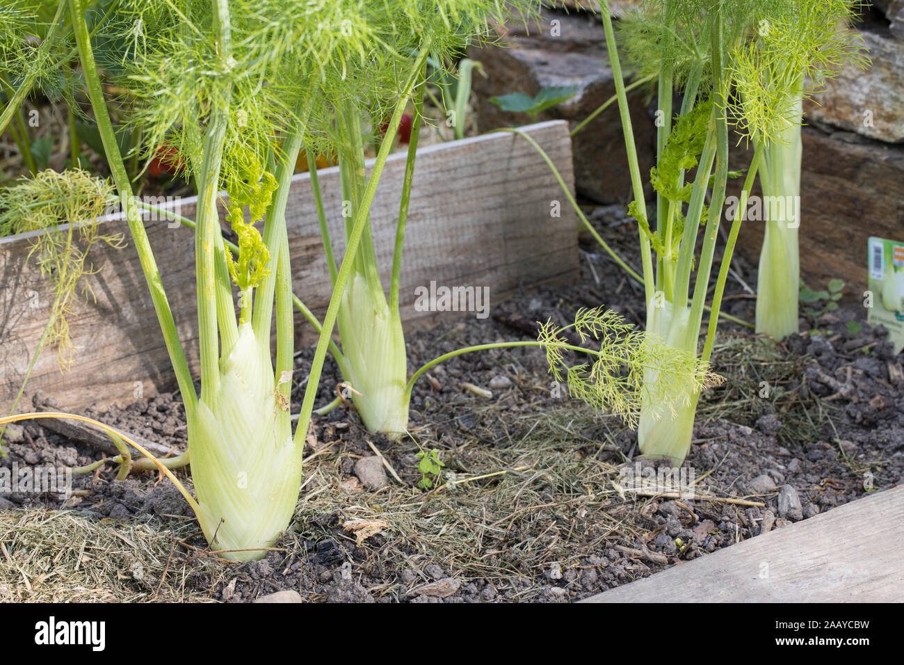 young and ripe fennel in our vegetable patch surounded by planks outside in the garden - little mulch of grass visible Stock Photo