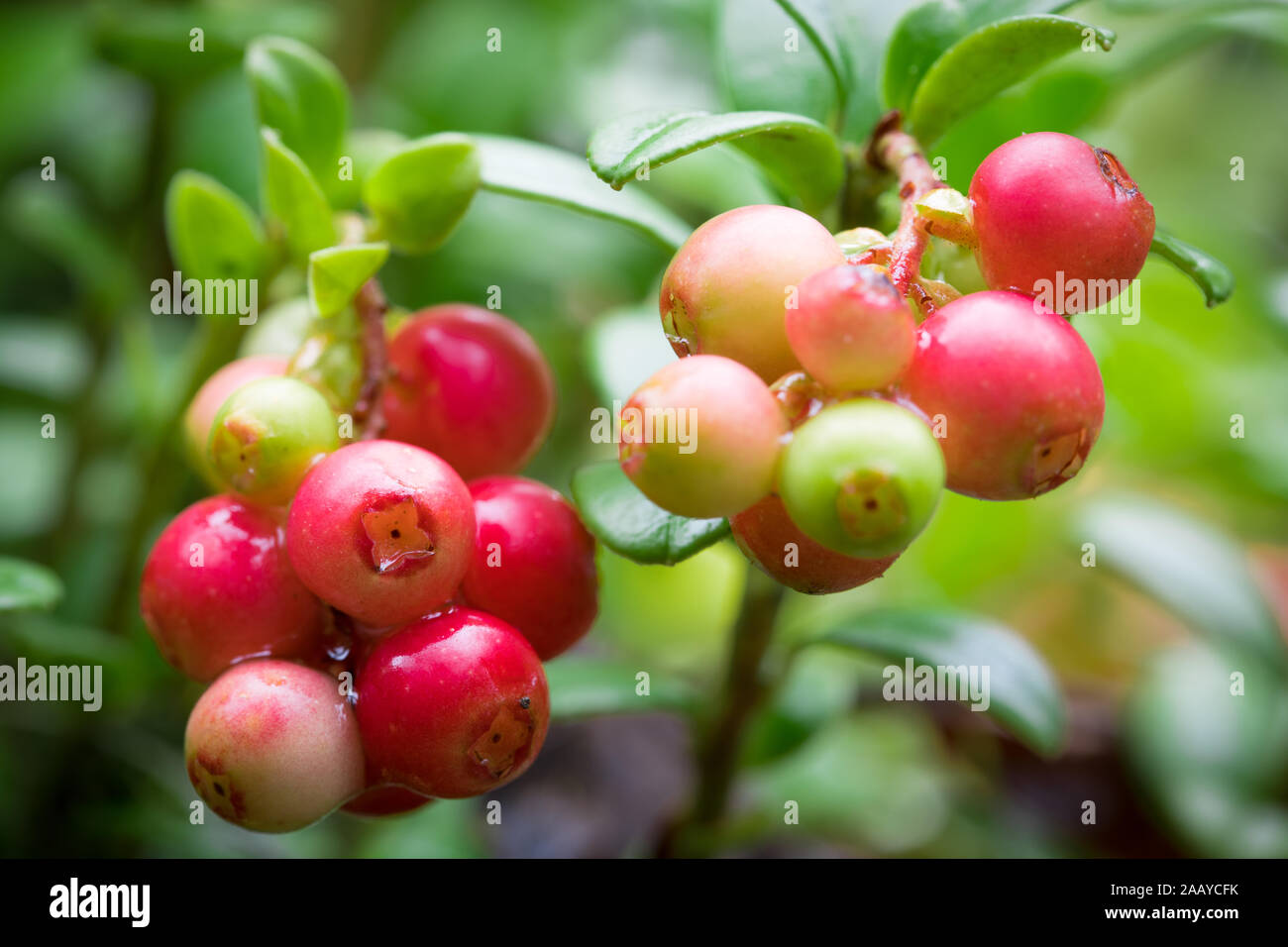 Details of cowberry (Vaccinium vitis-idaea) outside on the plant with stem and leaves on unsharp natural background Stock Photo