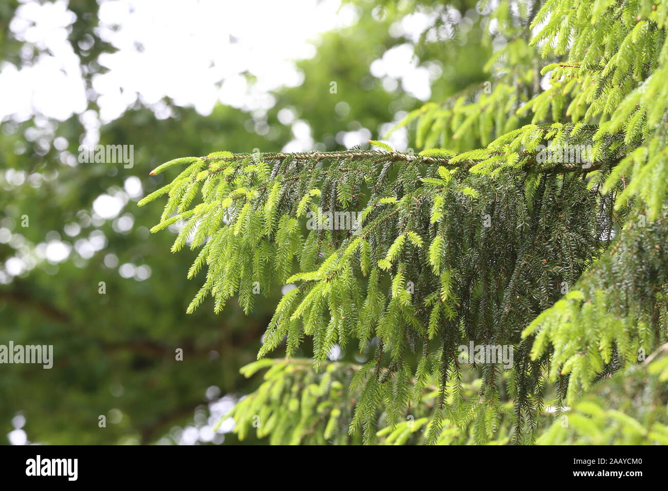 branches of a Picea orientalis Oriental Spruce Stock Photo
