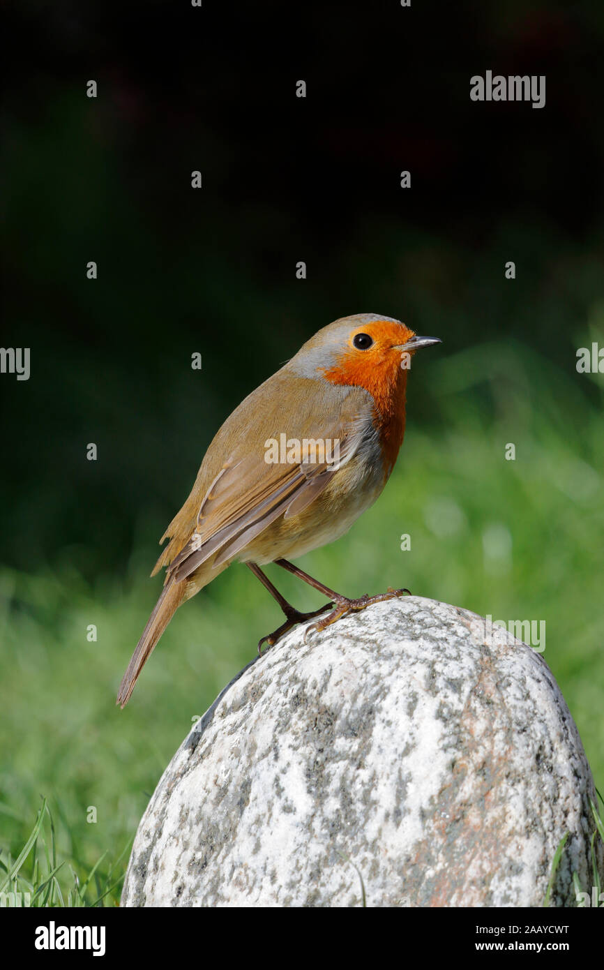Robins In England European Robin, Erithacus rubecula, a common garden bird in the UK, it ...
