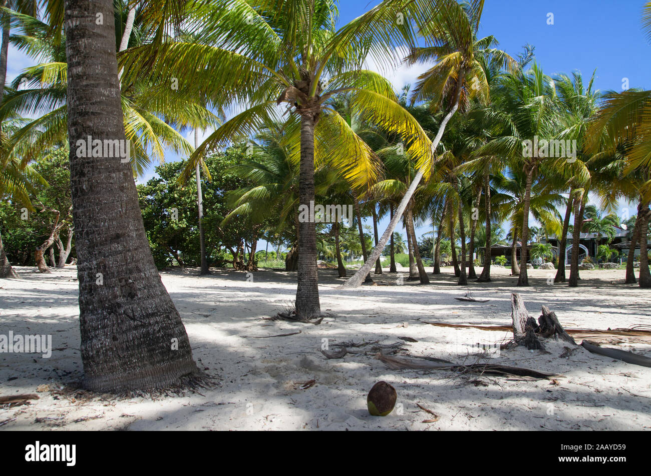 Guadeloup beach sunny sea coconut blue sky Stock Photo
