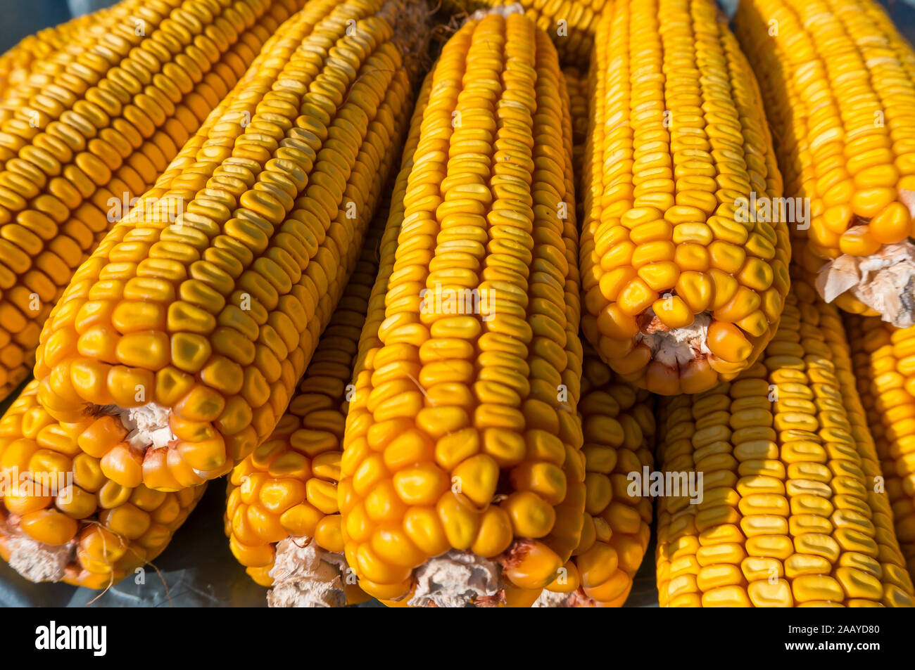 Raw vegetables and fruits background. Healthy organic food concept Stock Photo