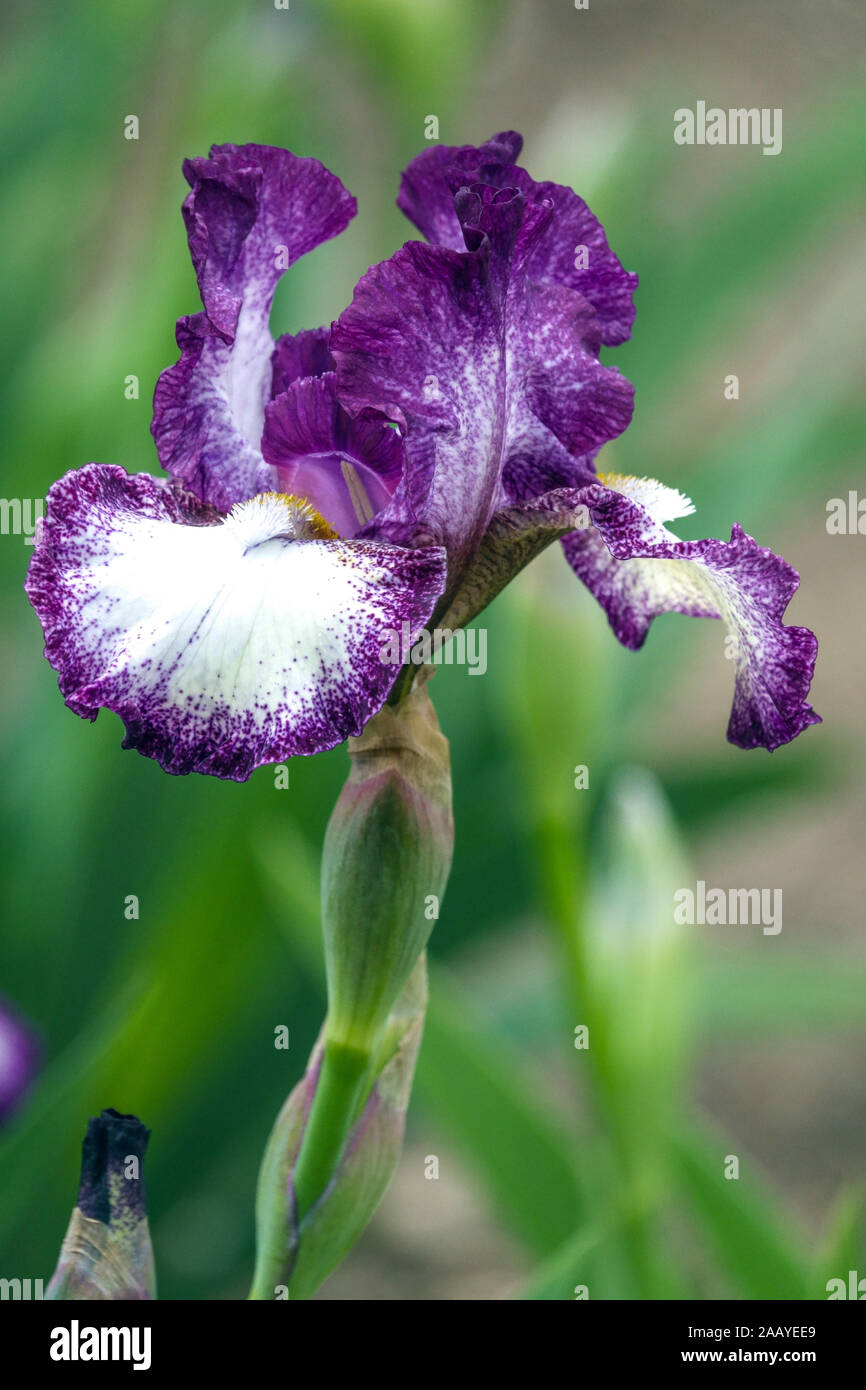 White Blue Tall bearded Iris 'Prince of Burgundy' Stock Photo