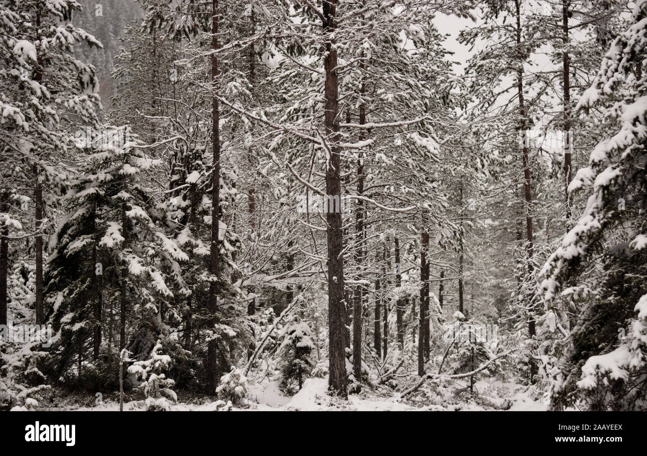 winter landscapes Stock Photo
