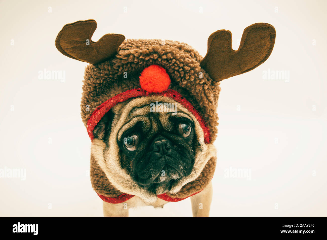 Pug Dressed up as a Reindeer for Christmas Stock Photo