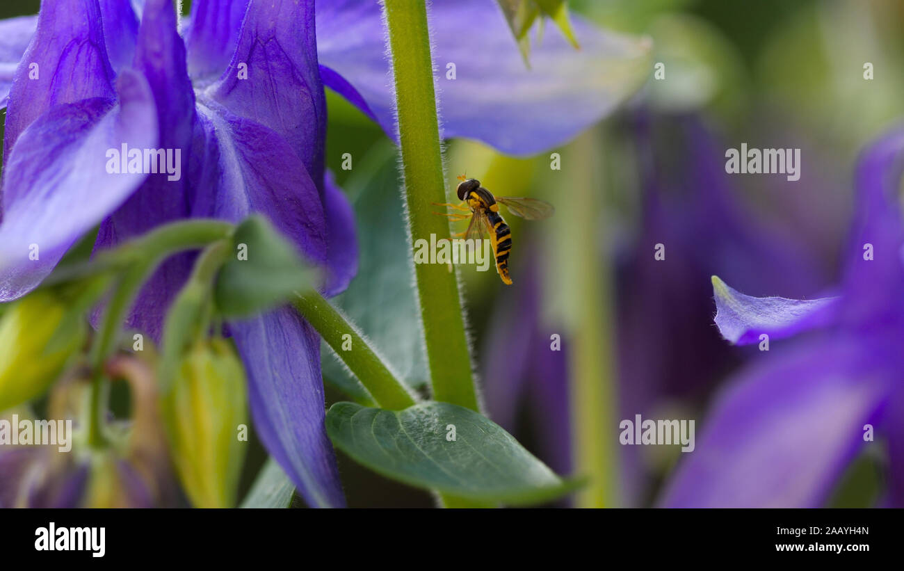 Yellow-black hoverfly close-up Stock Photo