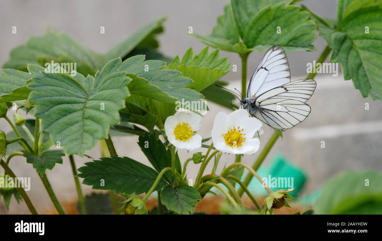 Black Veined White butterfly Stock Photo