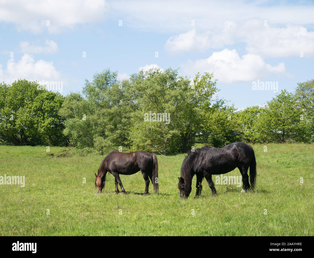 Two horses in a field Stock Photo