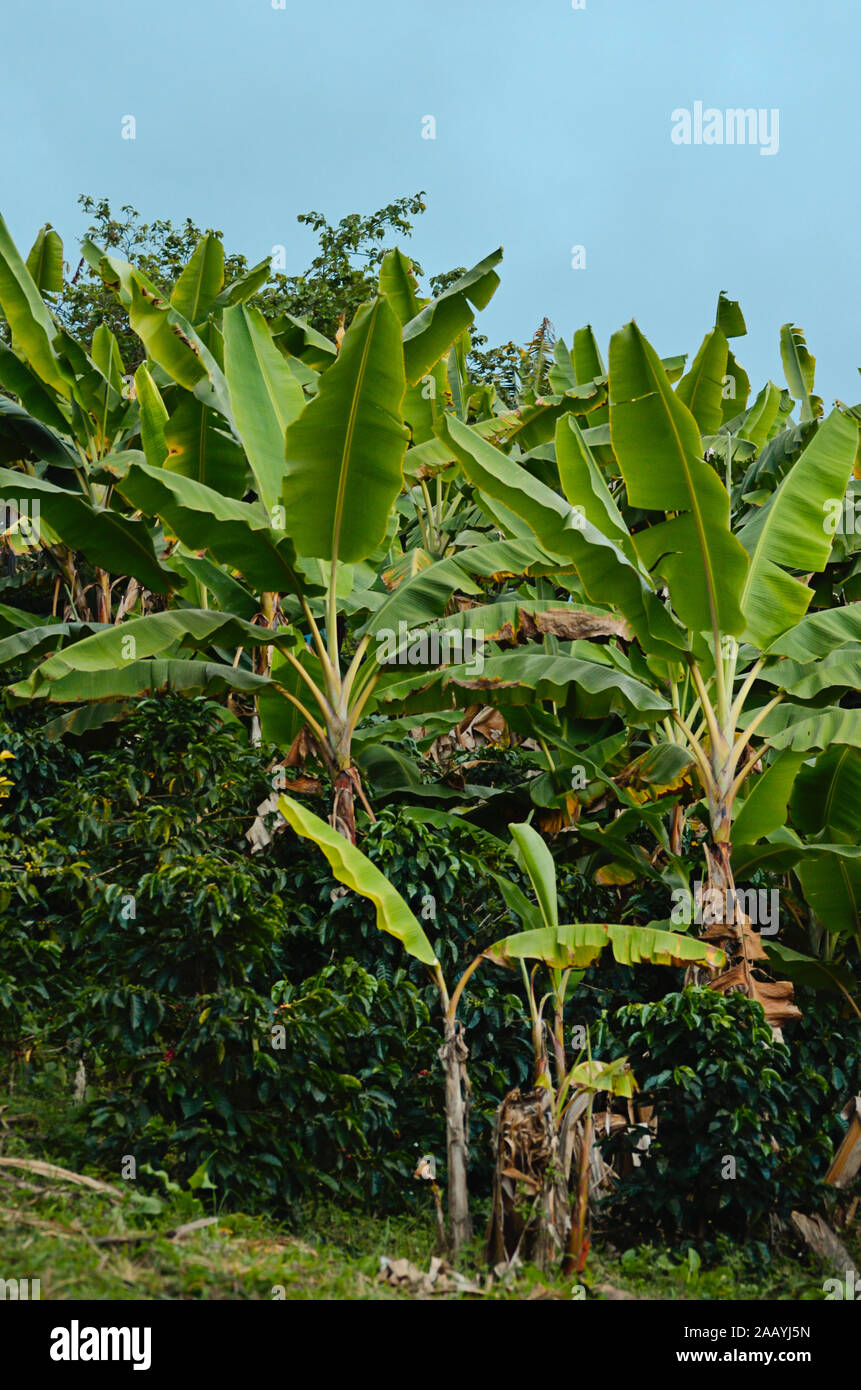 Coffee plantation with banana plants. Colombia Stock Photo Alamy