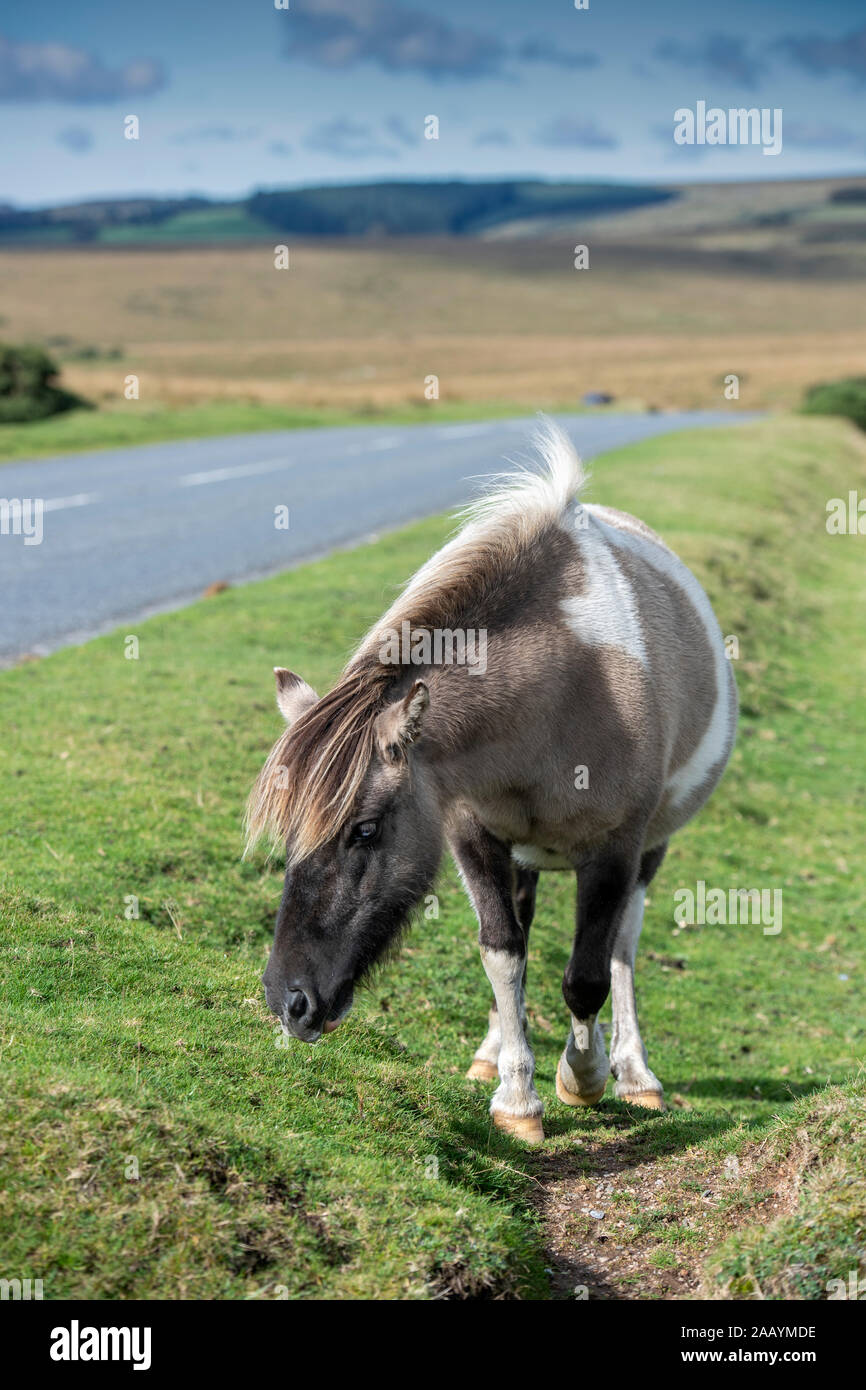 Wild Dartmoor pony grazing by the roadside, Devon, England, UK Stock