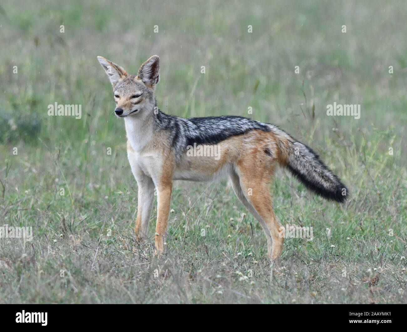 A male black-backed jackal (Canis mesomelas) pauses while loping through the dry grass of the Serengeti. Serengeti National Park, Tanzania. Stock Photo