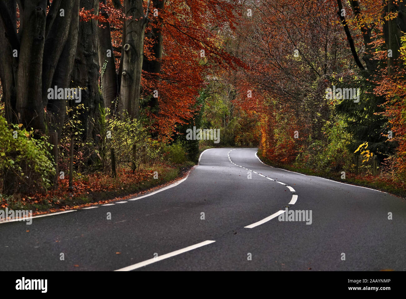 An empty windy country road, in it's autumnal colours Stock Photo