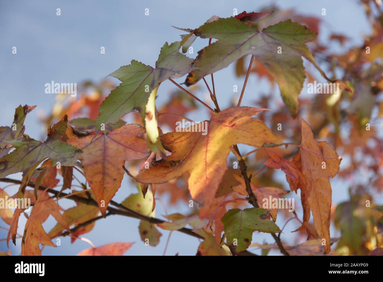 Why Is My Tree Shedding Leaves In Summer at Dawn Rivera blog