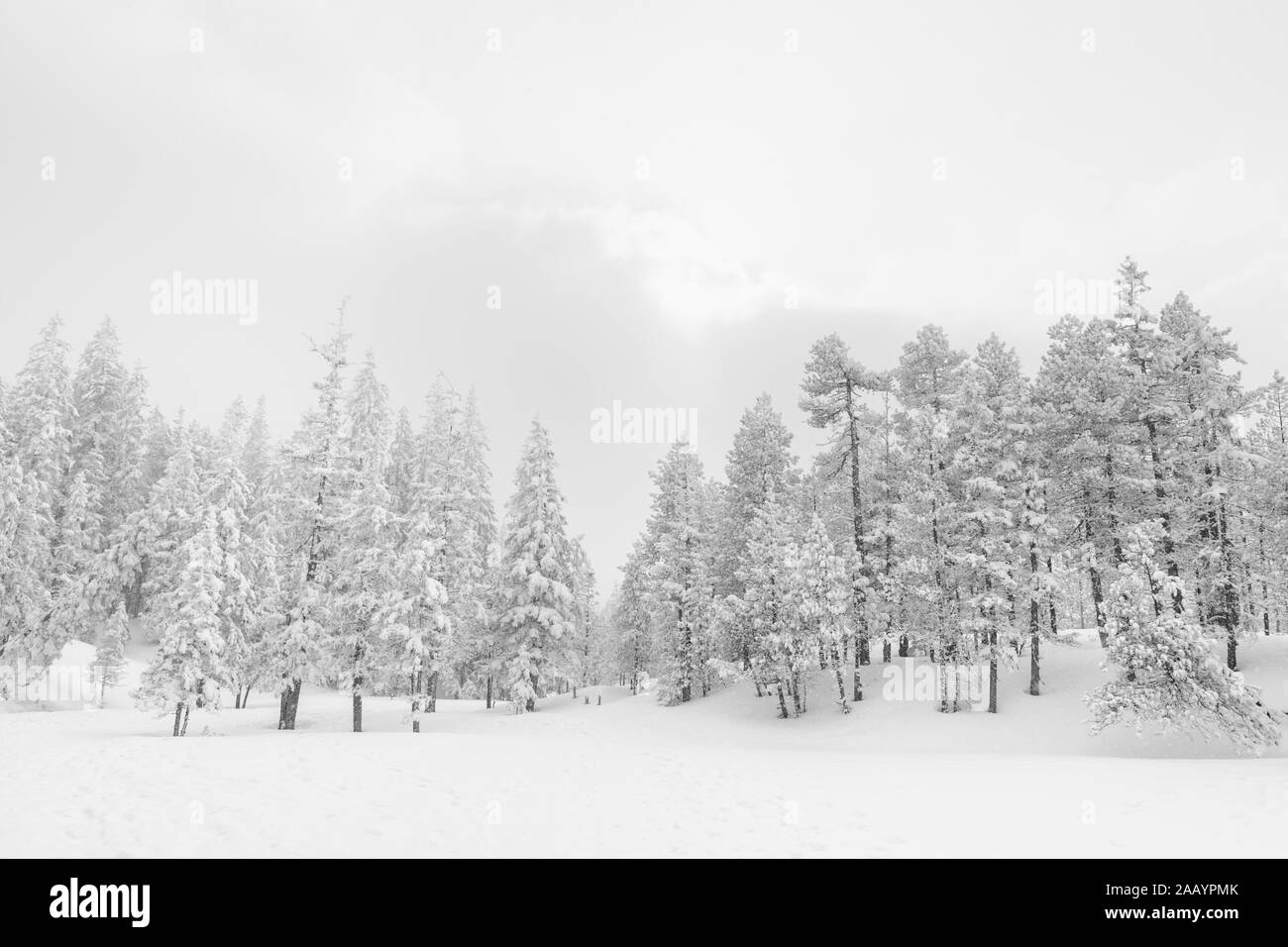 High-key winter landscape with fir trees in the foothills of Switzerland Stock Photo