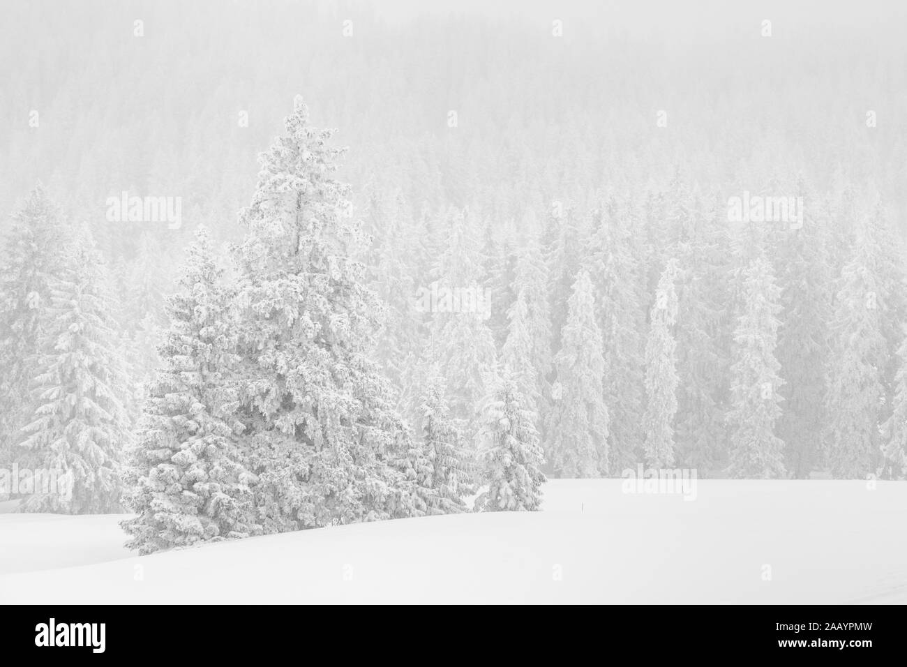 High-key winter landscape with fir trees in the foothills of Switzerland Stock Photo