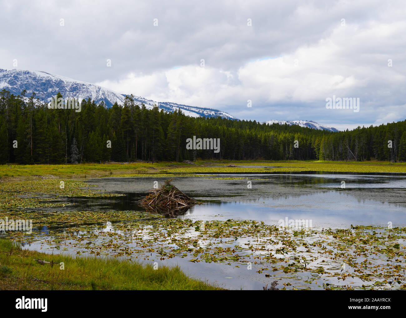 A beaver lodge sits on a small mountain lake in the heart of Grand Tetons National Park. Stock Photo