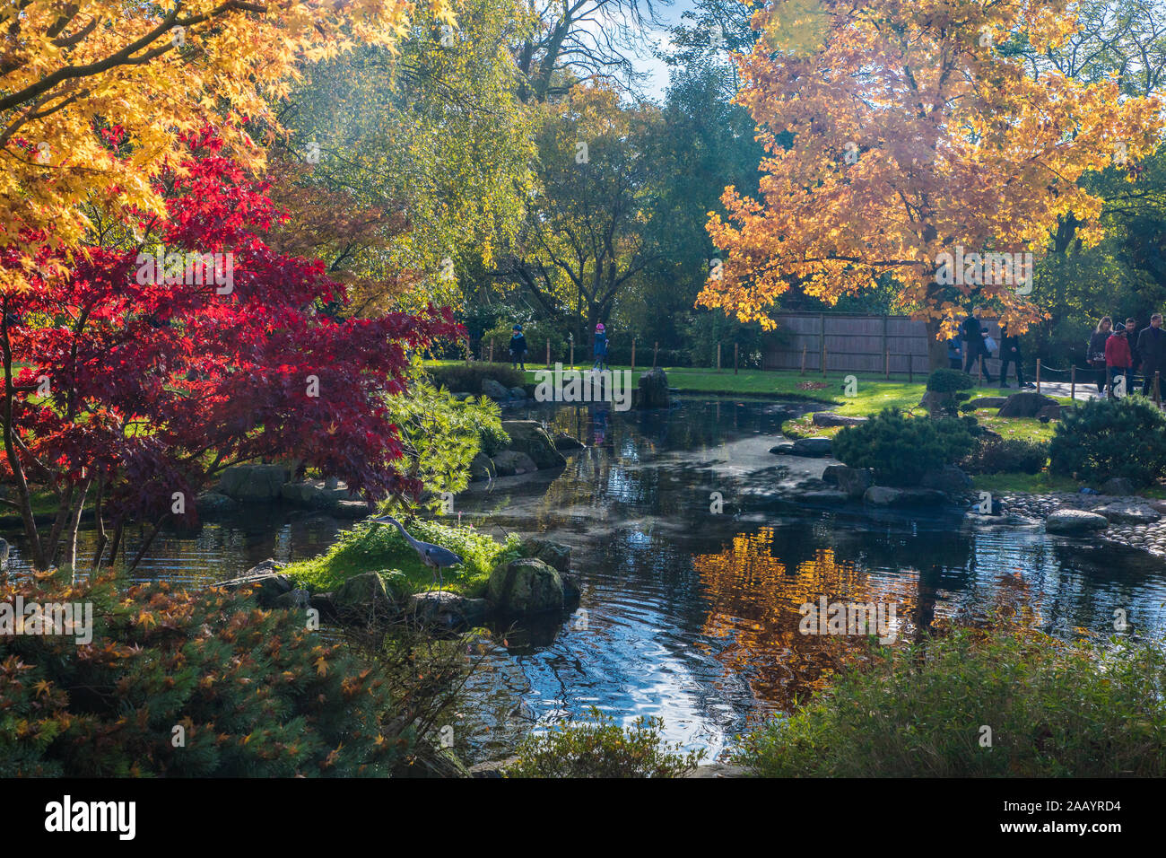 London, England, 10 Nov 2019. Bright Colors in Holland Park's Japanese Kyoto Garden. A place of serenity in the busy city of London. Stock Photo