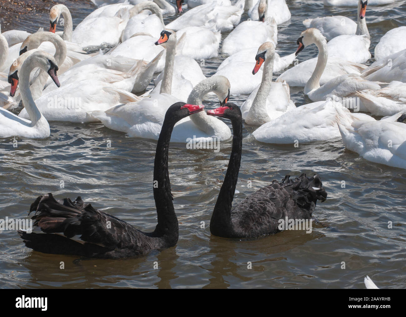 Nesting swan pair hires stock photography and images Alamy