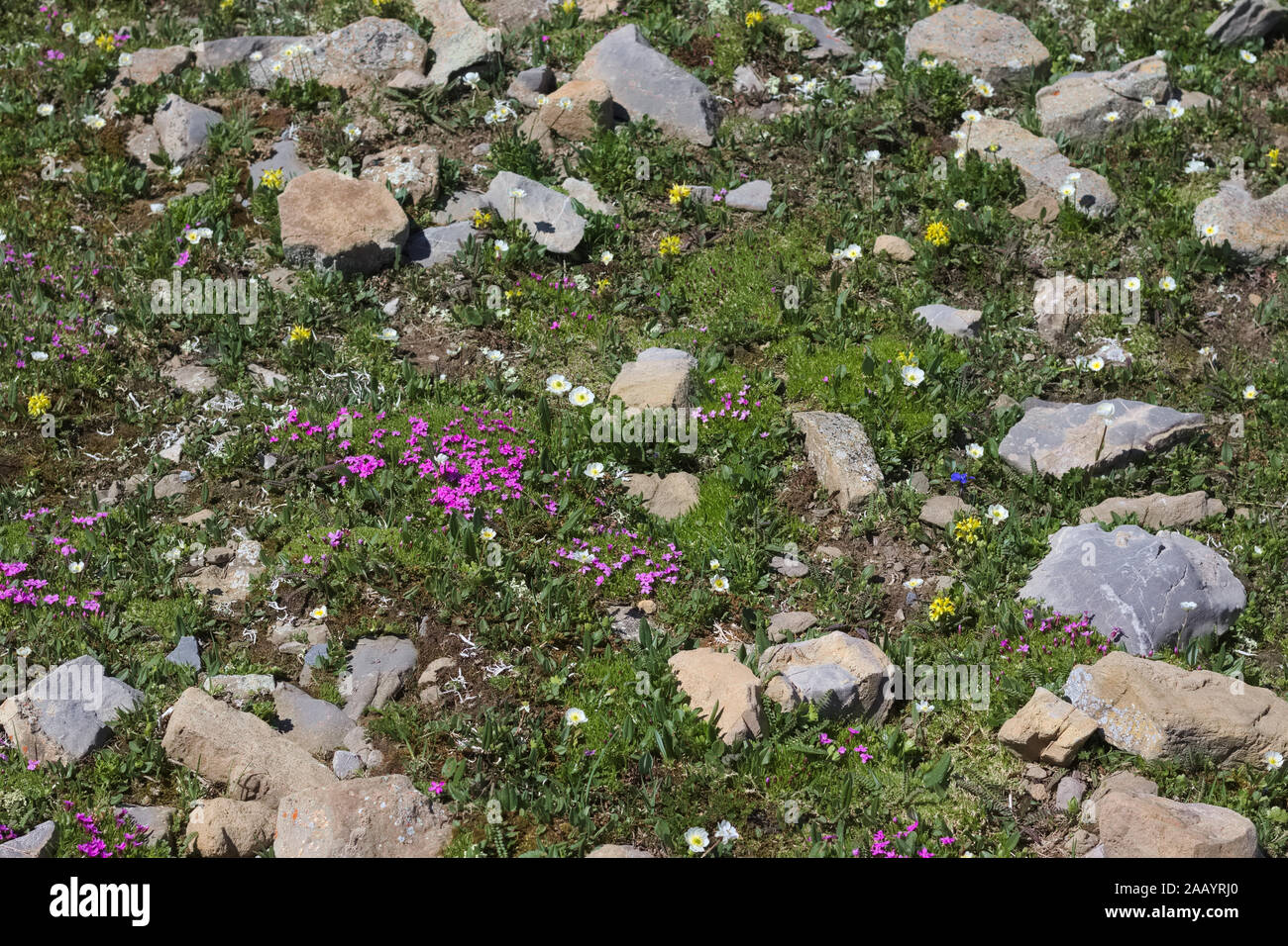 Lush alpine vegetation with rocks and green grass Stock Photo - Alamy