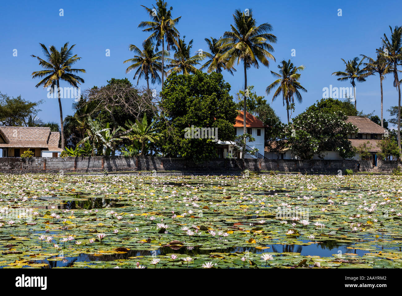 Lotus Lagoon at Candidasa or Candi Dasa, Eastern Bali, Bali, Indonesia, Southeast Asia, Asia Stock Photo