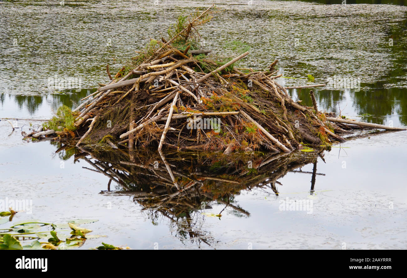 Close up of a beaver lodge sitting on a still lake surrounded by Water Lilies. Stock Photo