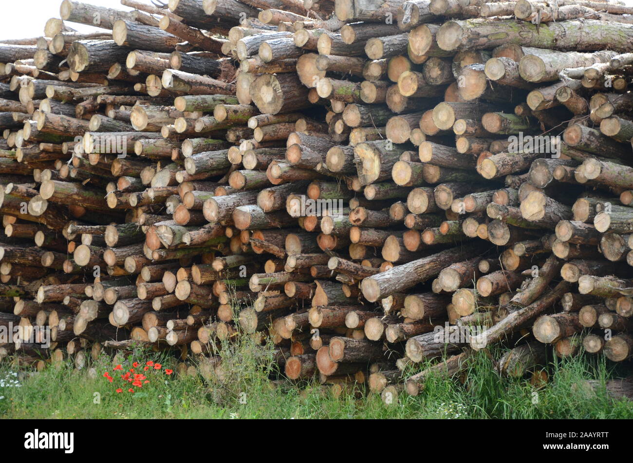 sustainable timber reserves, climate change Stock Photo - Alamy