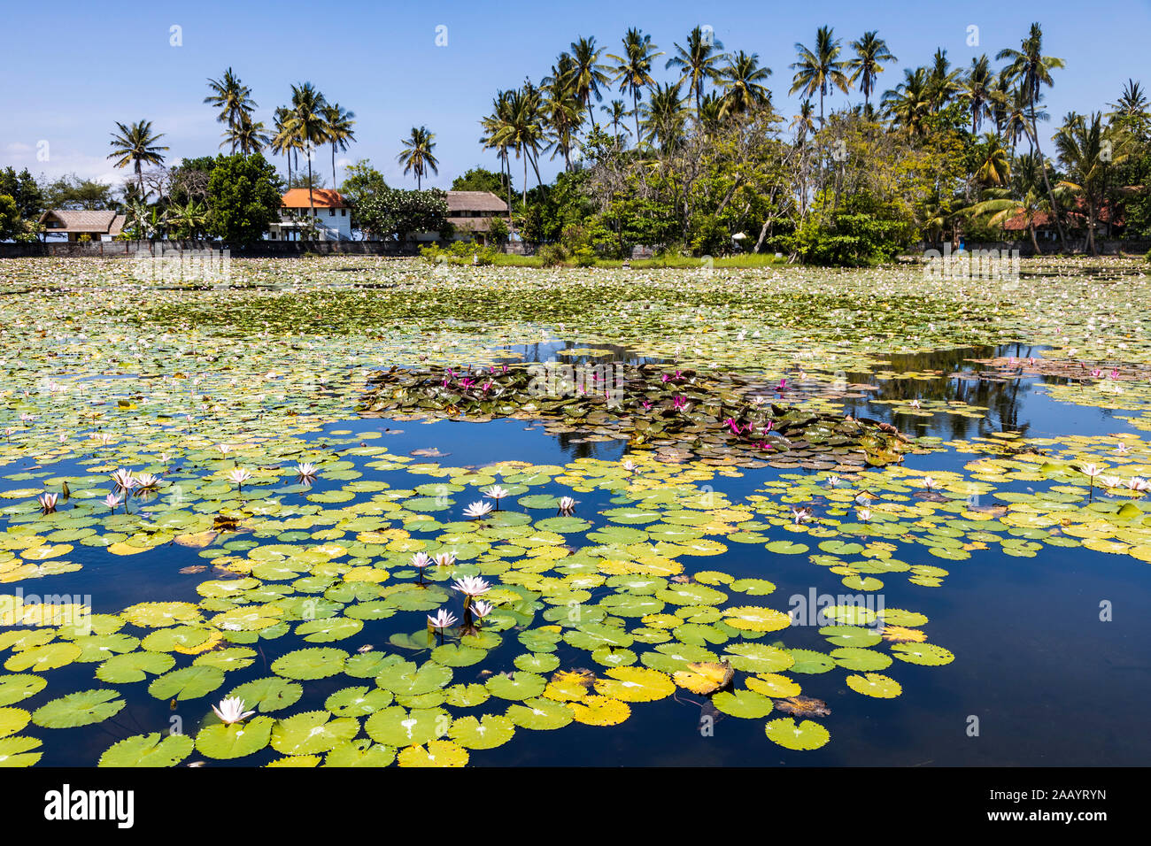 Lotus Lagoon at Candidasa or Candi Dasa, Eastern Bali, Bali, Indonesia, Southeast Asia, Asia Stock Photo