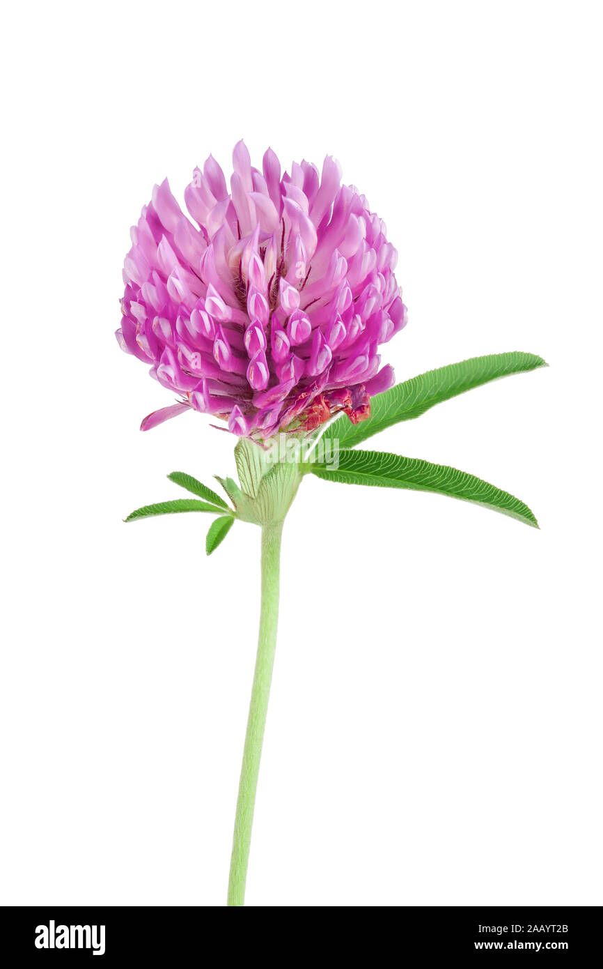 Clover or trefoil flower medicinal herbs isolated on white background Stock Photo