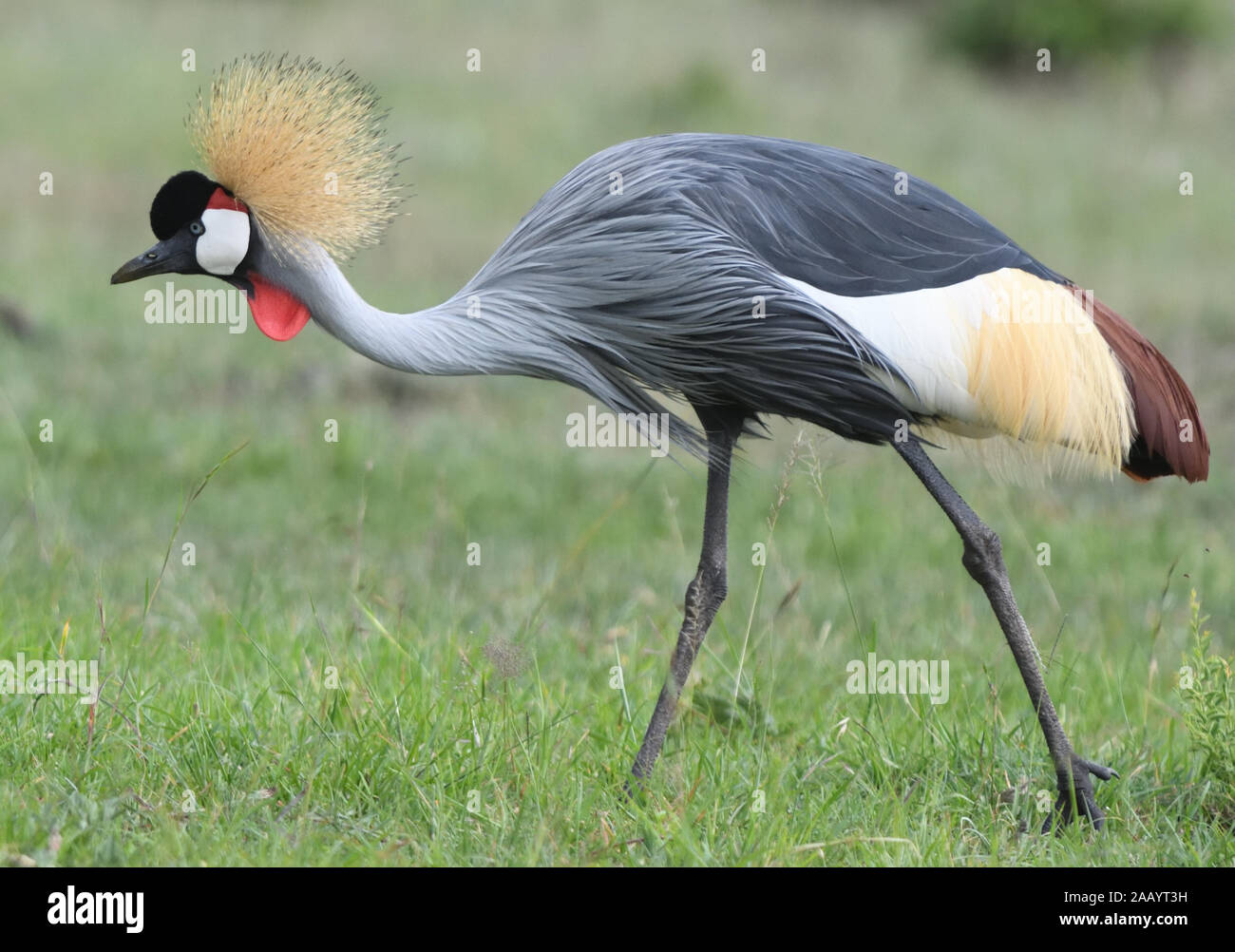 An omnivorous grey crowned crane (Balearica regulorum) searching for seeds and invertebrates in dry grass. Serengeti National Park, Tanzania. Stock Photo