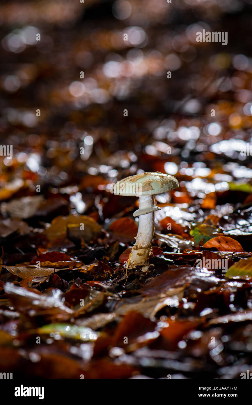 A lit macro shot of a  false death cap mushroom fungi growing on the forest floor of the New Forest Hampshire England. Stock Photo