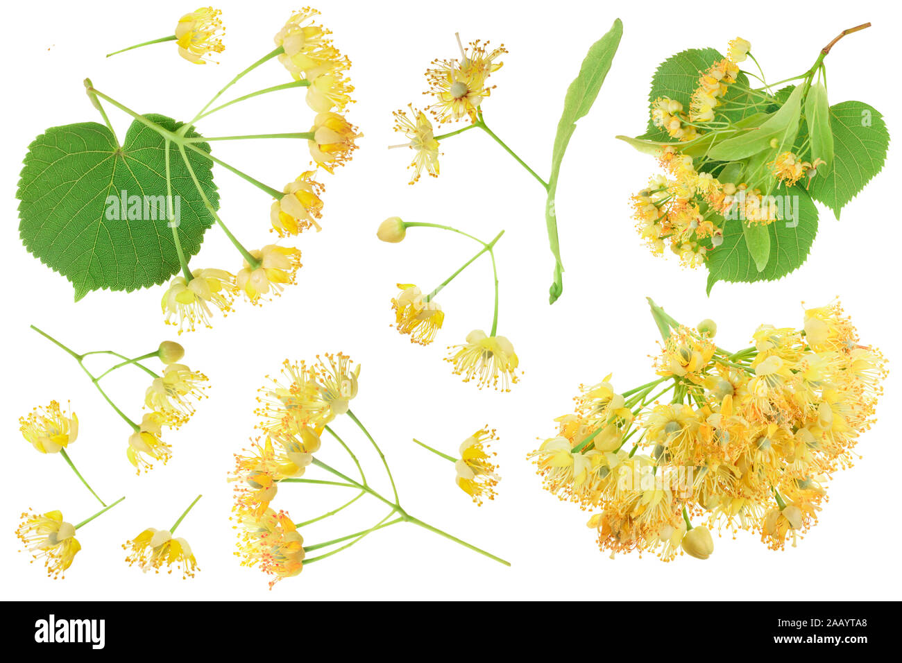 Linden flowers with leaf isolated on white background. Top view. Flat lay. Stock Photo