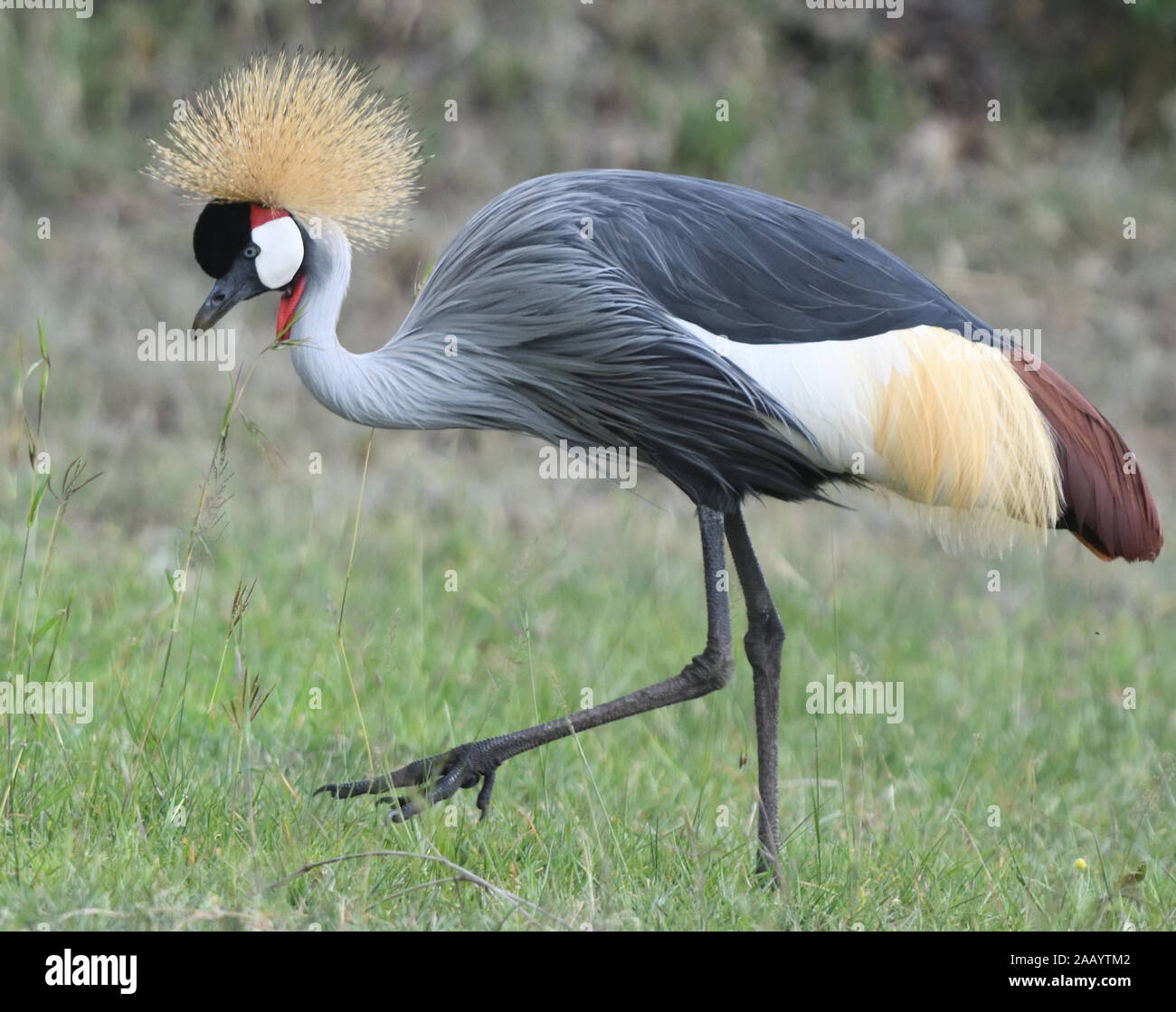 An omnivorous grey crowned crane (Balearica regulorum) searching for seeds and invertebrates in dry grass. Serengeti National Park, Tanzania. Stock Photo