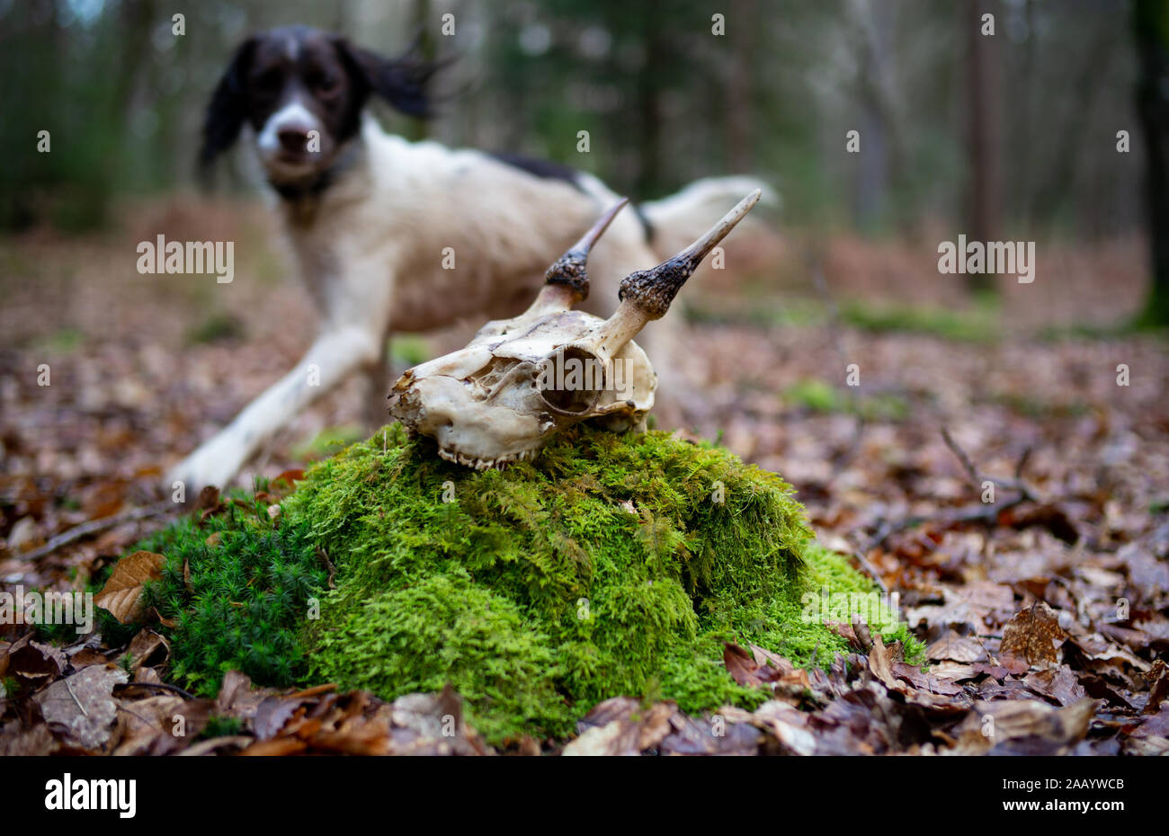 A English Springer Spaniel dog with  a deer skull complete with antlers it discovered in The New Forest Hampshire England Stock Photo