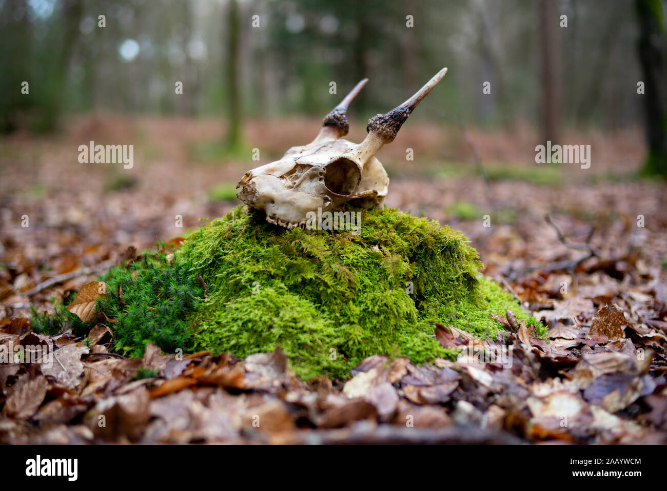 A deer skull complete with antlers in the New Forest England resting on green moss tree amongst autumnal leaves. Stock Photo