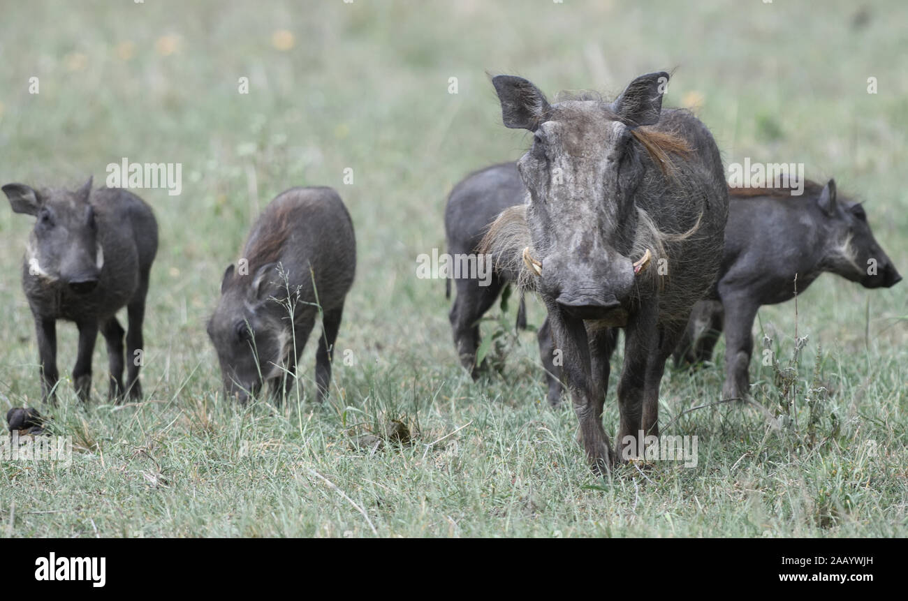 A mature female common warthog (Phacochoerus africanus) with young. The young have not yet grown tusks but have fine white whiskers that give the impr Stock Photo