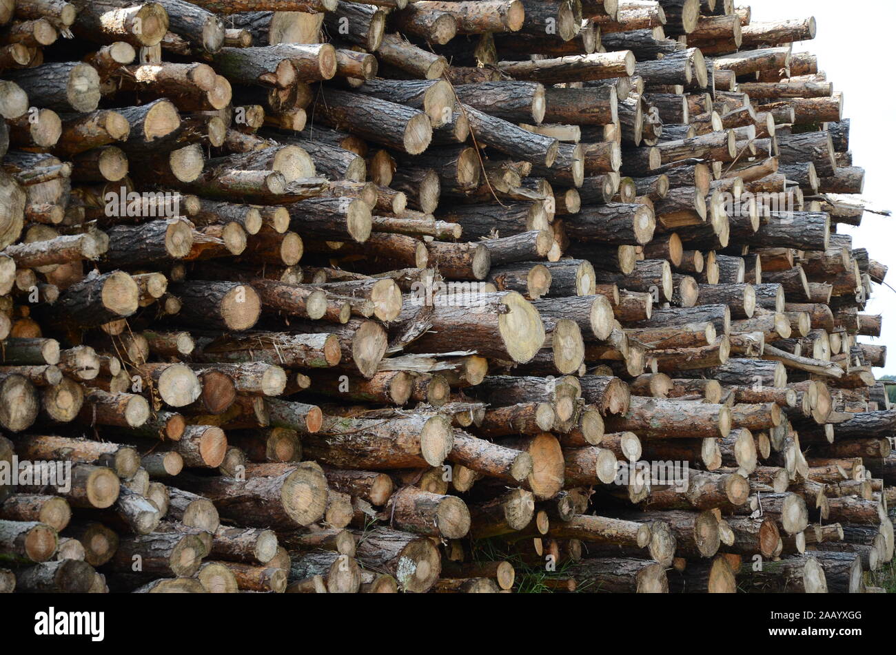 fossil fuel, timber storage,  East Riding of Yorkshire Stock Photo