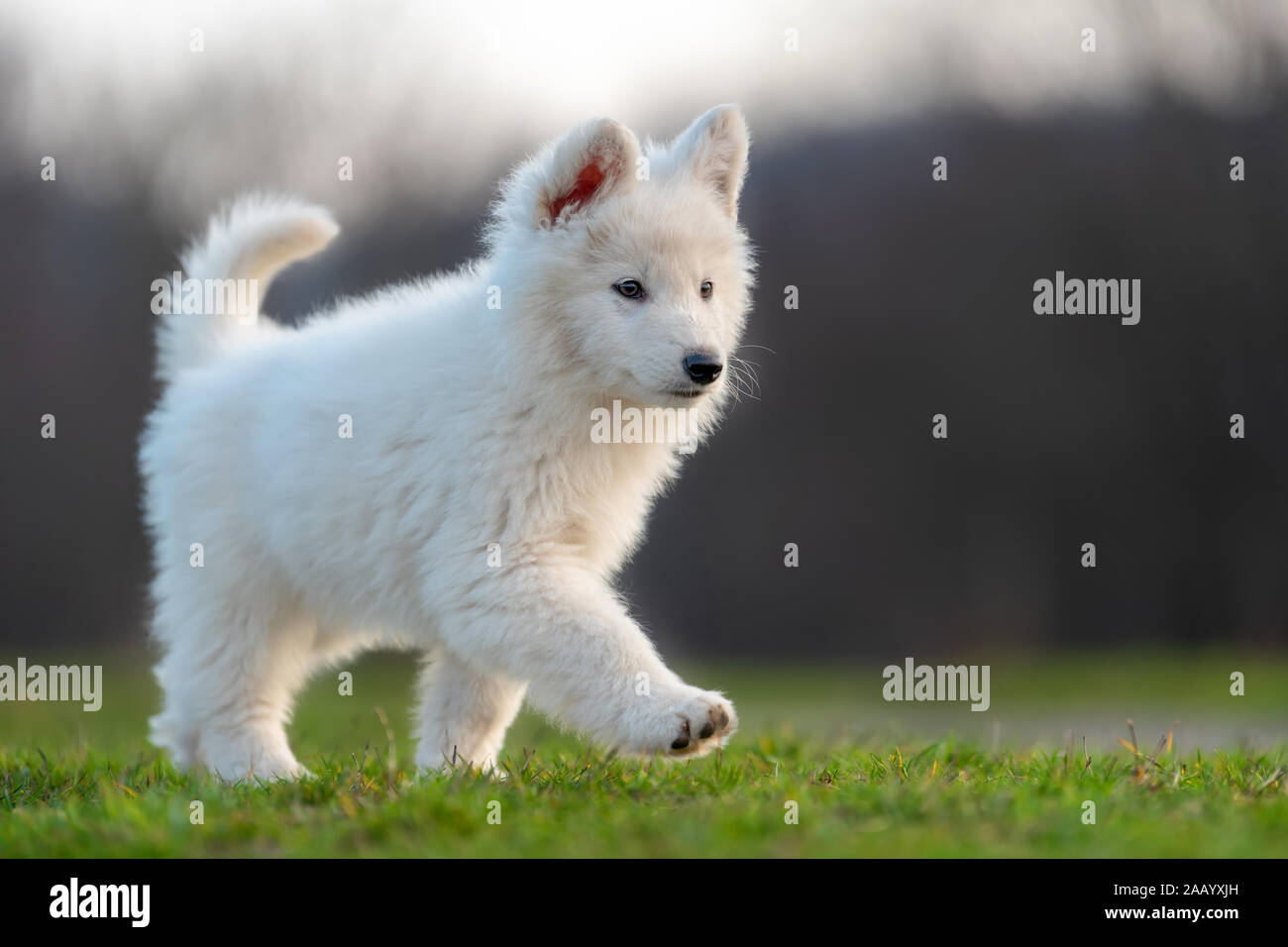 Jarman Safed Dog Alsatian Dog White German Shepherd Fluffy White Dog Price White  German Shepherd Cute, image size:1300x956