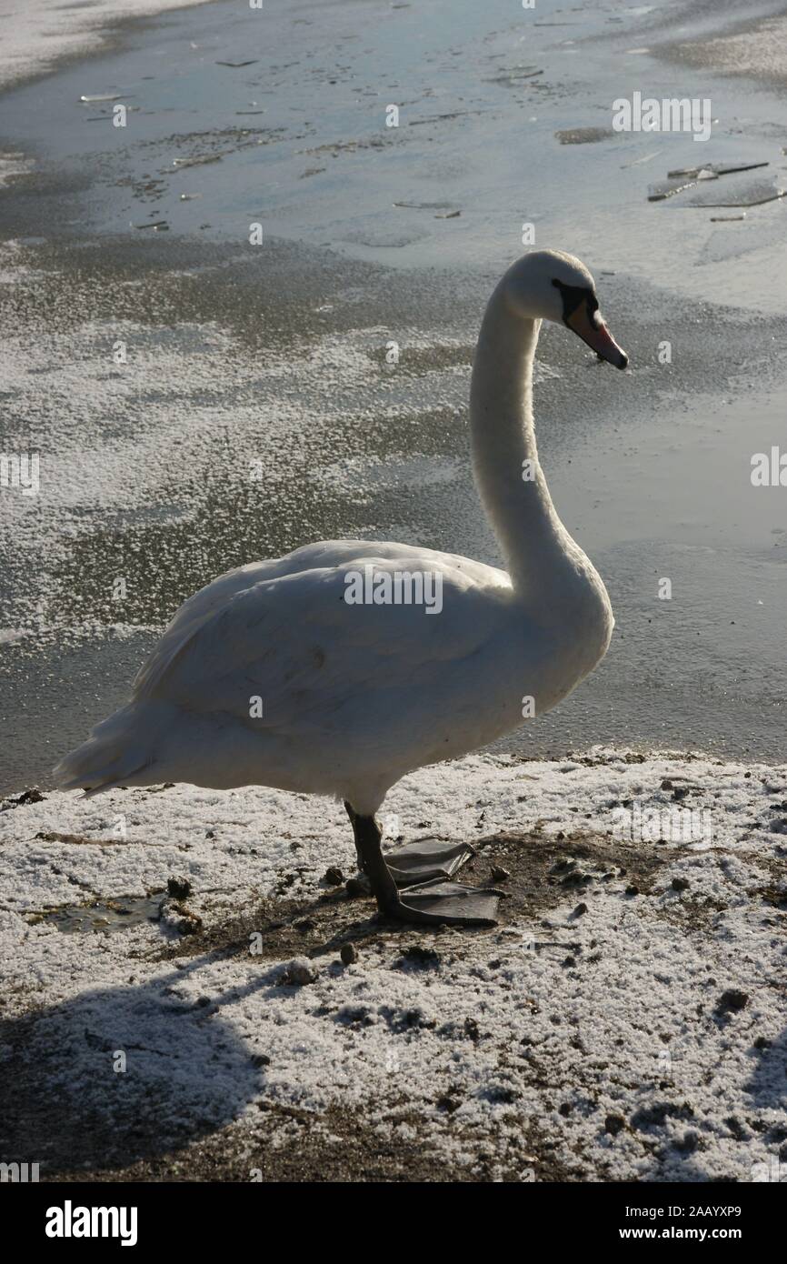 Kensington park, royal swans Stock Photo