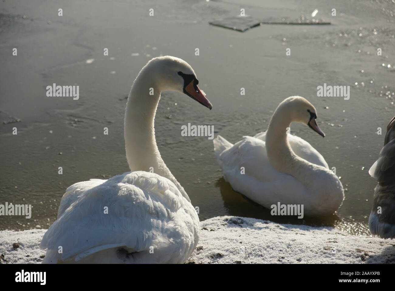 Kensington park, royal swans Stock Photo