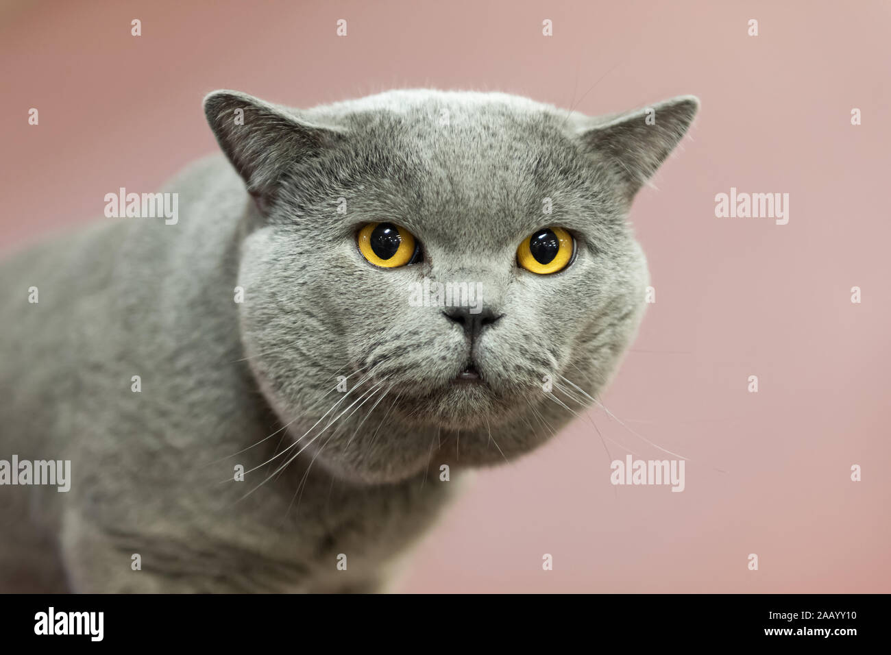 Close up big British cat portrait with yellow eye Stock Photo
