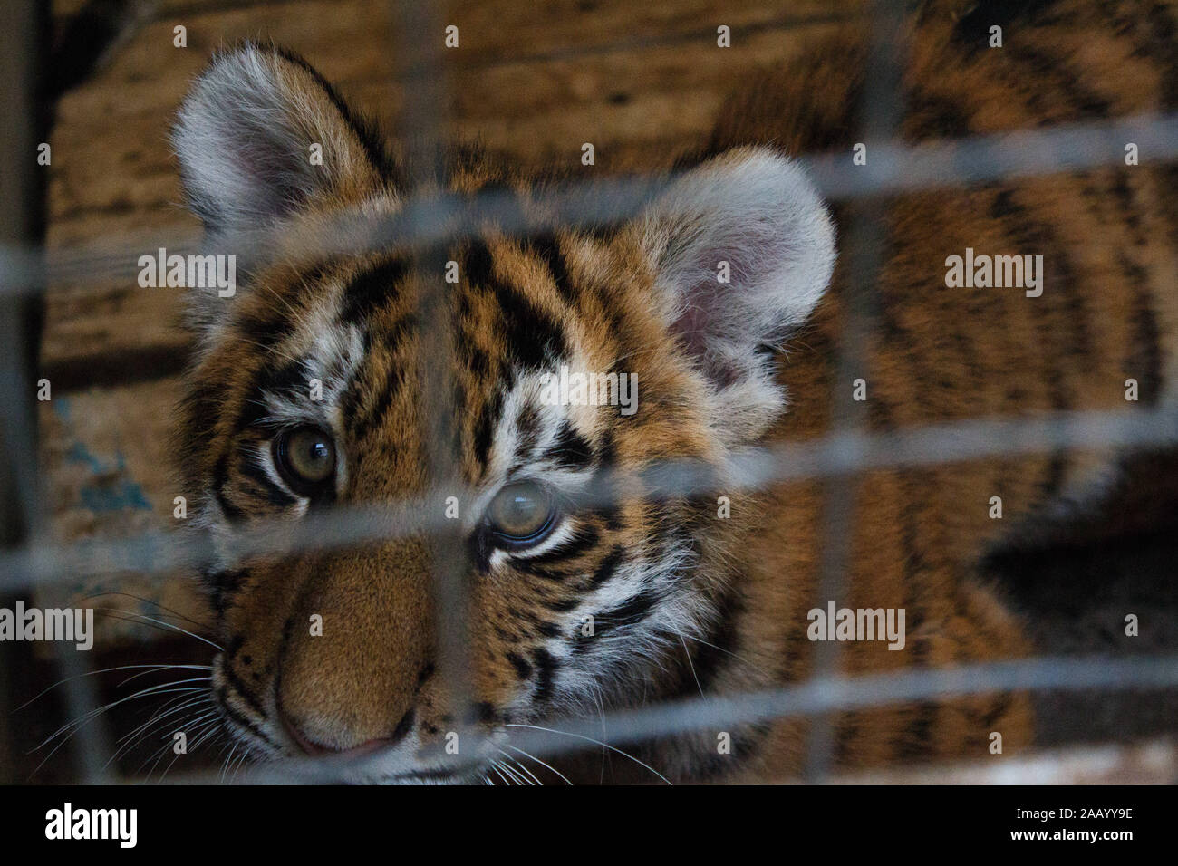 Little tiger cub born in zoo Stock Photo